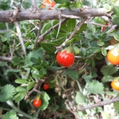 Lycium ferocissimum (African Boxthorn) at Isaacs, ACT - 22 Apr 2020 by Mike