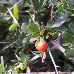 Lycium ferocissimum at Isaacs Ridge - 23 Apr 2020