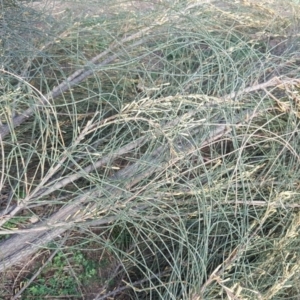 Allocasuarina verticillata at Isaacs Ridge - 23 Apr 2020