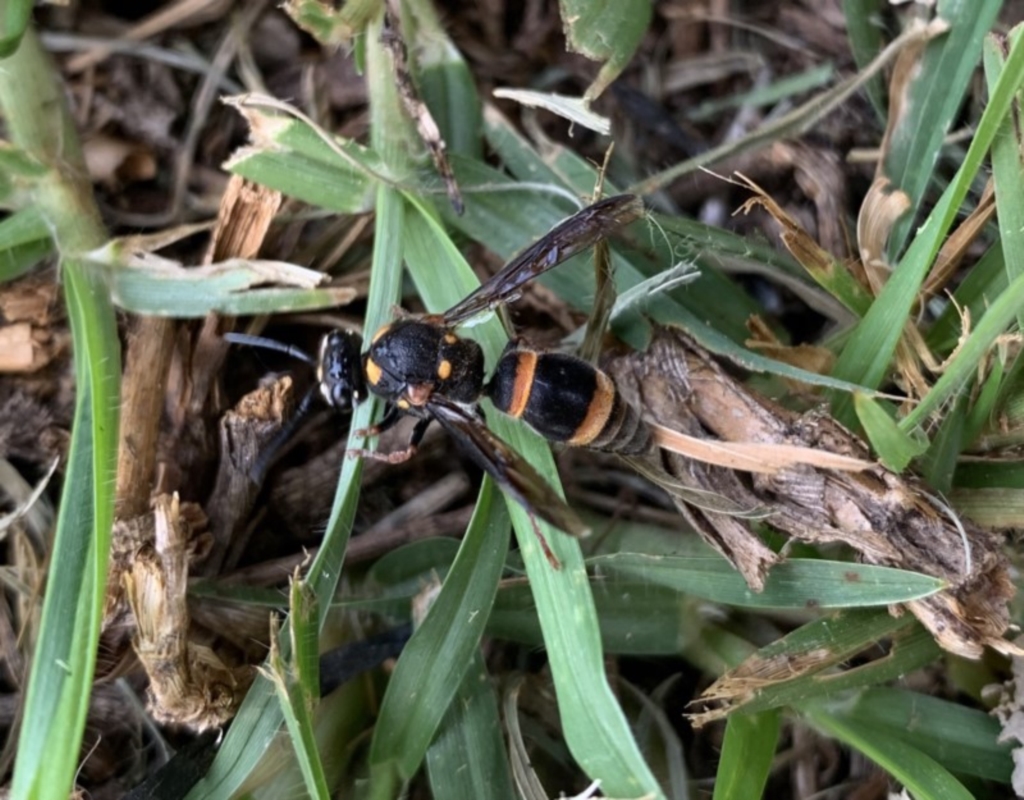 Eumeninae (subfamily) at Black Range, NSW - 23 Apr 2020