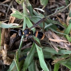 Eumeninae (subfamily) (Unidentified Potter wasp) at Black Range, NSW - 23 Apr 2020 by Steph H