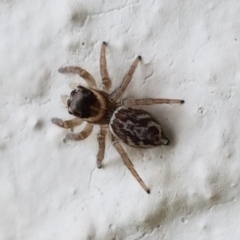 Maratus griseus (Jumping spider) at Holt, ACT - 23 Apr 2020 by trevorpreston