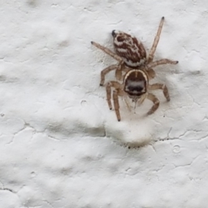 Maratus griseus at Holt, ACT - 23 Apr 2020