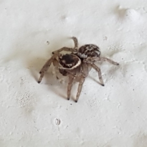 Maratus griseus at Holt, ACT - 23 Apr 2020