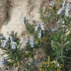 Rosmarinus officinalis (Rosemary) at Isaacs, ACT - 23 Apr 2020 by Mike