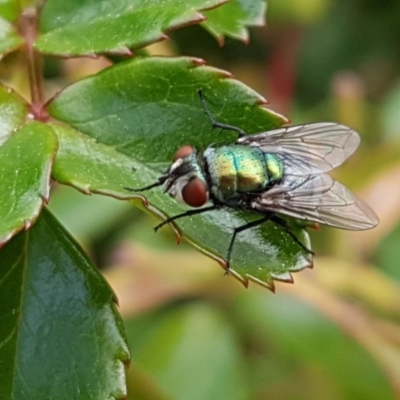 Lucilia sp. (genus) (A blowfly) at Holt, ACT - 23 Apr 2020 by trevorpreston