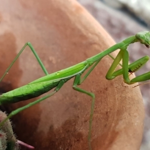 Pseudomantis albofimbriata at Holt, ACT - 23 Apr 2020