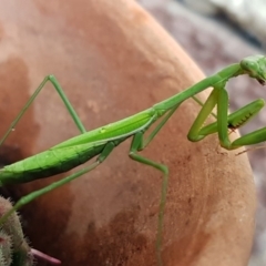 Pseudomantis albofimbriata (False garden mantis) at Holt, ACT - 23 Apr 2020 by tpreston