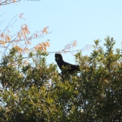 Zanda funerea (Yellow-tailed Black-Cockatoo) at Hackett, ACT - 23 Apr 2020 by petersan