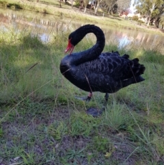 Cygnus atratus (Black Swan) at Lake Tuggeranong - 21 Apr 2020 by MatthewFrawley