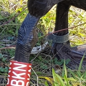 Cygnus atratus at Greenway, ACT - 21 Apr 2020