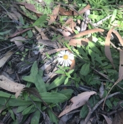 Brachyscome mittagongensis (TBC) at Wingecarribee Local Government Area - 23 Apr 2020 by Emma.D