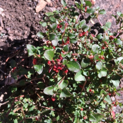 Einadia hastata (Berry Saltbush) at Acton, ACT - 23 Apr 2020 by RWPurdie