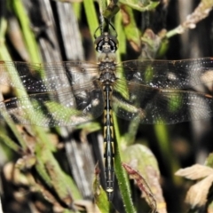 Hemicordulia tau (Tau Emerald) at Tharwa, ACT - 23 Apr 2020 by JohnBundock