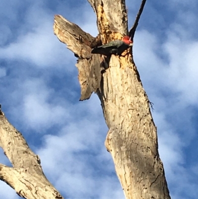 Callocephalon fimbriatum (Gang-gang Cockatoo) at Hughes Grassy Woodland - 23 Apr 2020 by KL