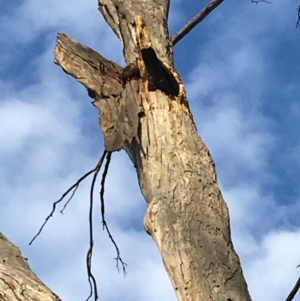 Callocephalon fimbriatum at Hughes, ACT - 23 Apr 2020