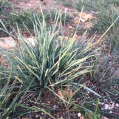 Lomandra (genus) (A Matrush) at Hughes, ACT - 23 Apr 2020 by KL