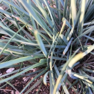 Lomandra sp. at Hughes, ACT - 23 Apr 2020