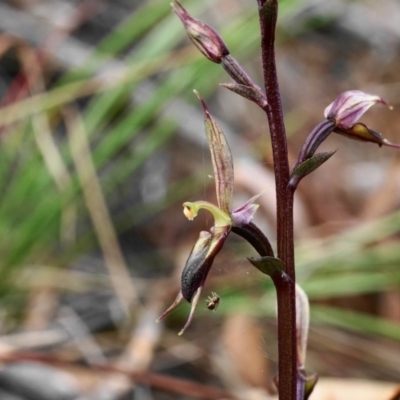 Acianthus exsertus (Large Mosquito Orchid) at Hackett, ACT - 23 Apr 2020 by shoko