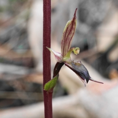 Acianthus exsertus (Large Mosquito Orchid) at Hackett, ACT - 23 Apr 2020 by shoko