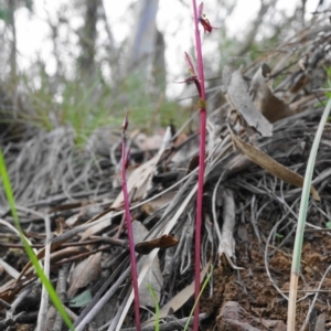 Acianthus exsertus at Hackett, ACT - 23 Apr 2020