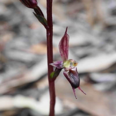 Acianthus exsertus (Large Mosquito Orchid) at Black Mountain - 23 Apr 2020 by shoko