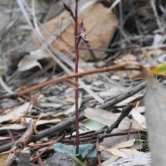 Acianthus exsertus at Hackett, ACT - 23 Apr 2020