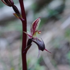 Acianthus exsertus (Large Mosquito Orchid) at Acton, ACT - 23 Apr 2020 by shoko