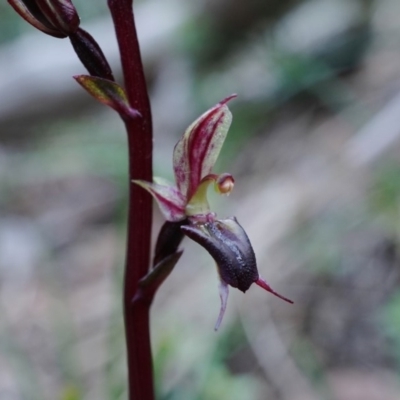 Acianthus exsertus (Large Mosquito Orchid) at Black Mountain - 23 Apr 2020 by shoko