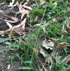 Cyperus sanguinolentus at Budgong, NSW - 23 Apr 2020 11:40 AM