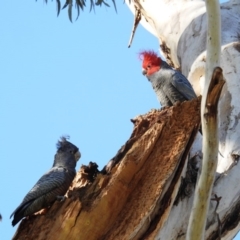 Callocephalon fimbriatum (Gang-gang Cockatoo) at Kambah, ACT - 23 Apr 2020 by HelenCross