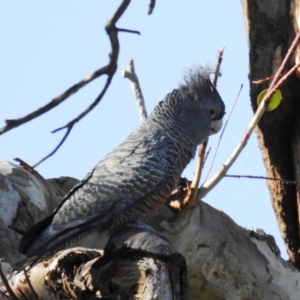 Callocephalon fimbriatum at Kambah, ACT - 23 Apr 2020