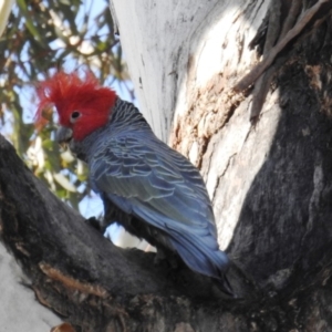 Callocephalon fimbriatum at Kambah, ACT - 23 Apr 2020