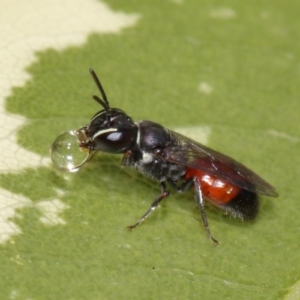 Hylaeus (Prosopisteron) littleri at Evatt, ACT - 17 Nov 2015