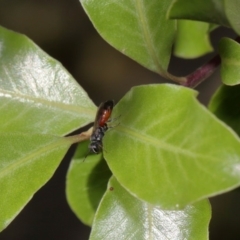 Hylaeus (Prosopisteron) littleri at Evatt, ACT - 17 Nov 2015