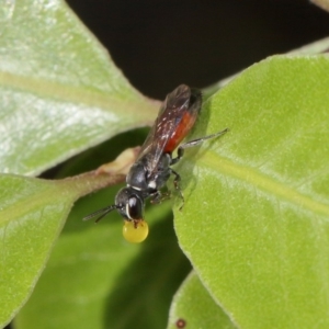 Hylaeus (Prosopisteron) littleri at Evatt, ACT - 17 Nov 2015