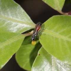 Hylaeus (Prosopisteron) littleri at Evatt, ACT - 17 Nov 2015