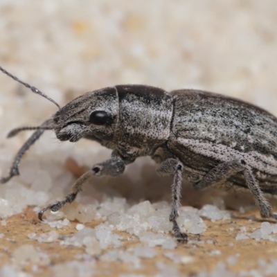 Naupactus leucoloma (White-fringed weevil) at Evatt, ACT - 22 Apr 2020 by TimL