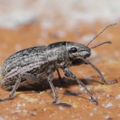 Naupactus leucoloma at Evatt, ACT - 22 Apr 2020