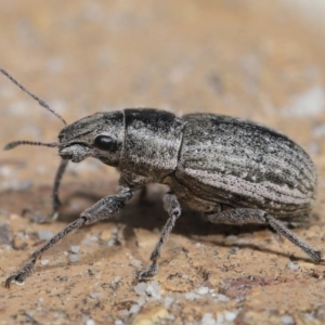 Naupactus leucoloma at Evatt, ACT - 22 Apr 2020