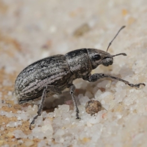 Naupactus leucoloma at Evatt, ACT - 22 Apr 2020