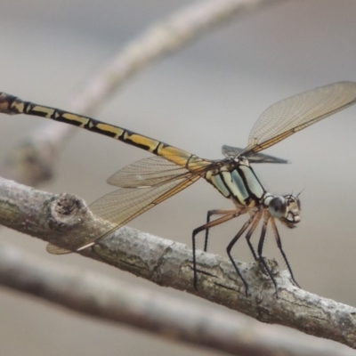 Diphlebia nymphoides (Arrowhead Rockmaster) at Paddys River, ACT - 29 Dec 2019 by MichaelBedingfield