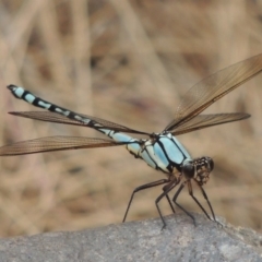 Diphlebia nymphoides (Arrowhead Rockmaster) at Paddys River, ACT - 29 Dec 2019 by michaelb