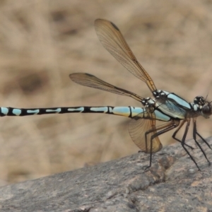 Diphlebia nymphoides at Paddys River, ACT - 29 Dec 2019