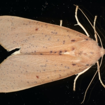 Plesanemma fucata (Lemon Gum Moth) at Ainslie, ACT - 23 Apr 2020 by jbromilow50