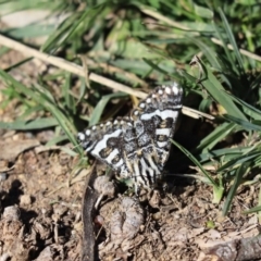 Apina callisto (Pasture Day Moth) at Cook, ACT - 23 Apr 2020 by Tammy
