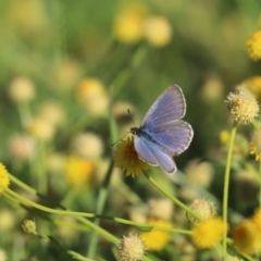 Zizina otis (Common Grass-Blue) at Mount Painter - 23 Apr 2020 by Tammy