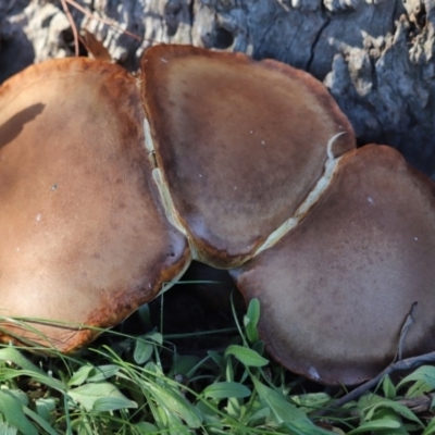 Unidentified Fungus at Cook, ACT - 23 Apr 2020 by Tammy