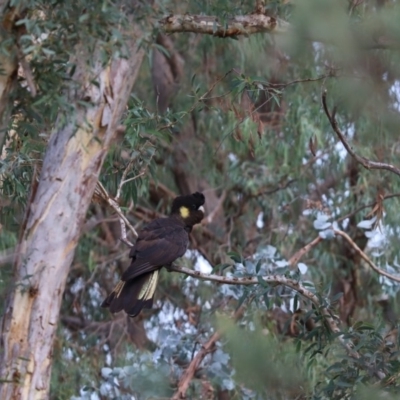 Zanda funerea (Yellow-tailed Black-Cockatoo) at Cook, ACT - 23 Apr 2020 by Tammy