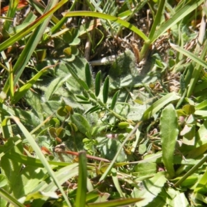 Swainsona monticola at Mount Clear, ACT - 17 Apr 2020 12:12 PM